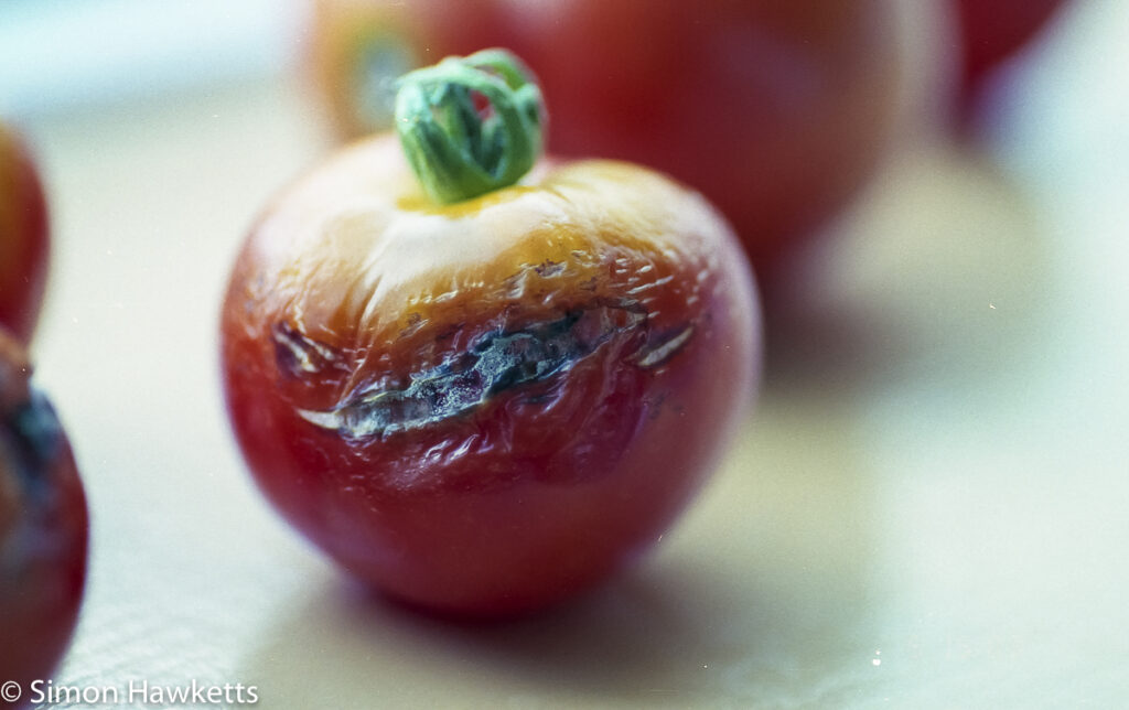 epson v550 scanned negative tomato
