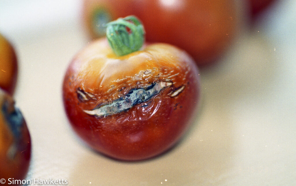 epson v550 scanned negative tomato with flast