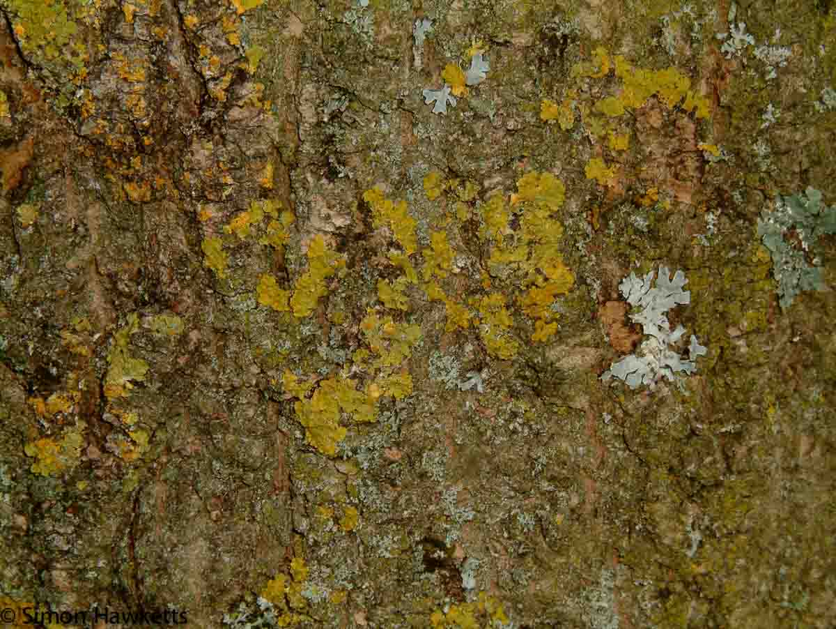Fuji Finepix M603 Sample Pictures - Tree Bark