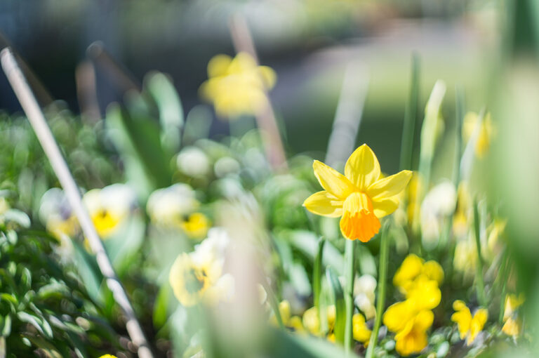 Helios 44M sample pictures - Daffodil