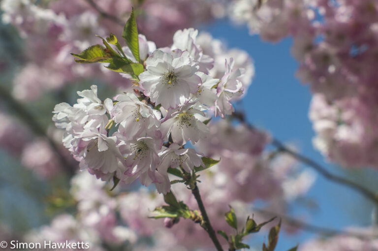 Helios 85-210 Auto Zoom sample picture - spring pink tree blossom in macro mode at f/8