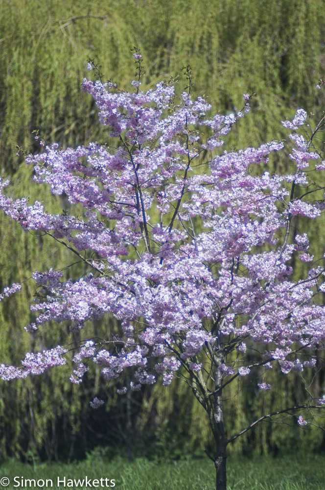 helios 85 to 210mm auto zoom sample picture spring tree in blossom at about 105mm