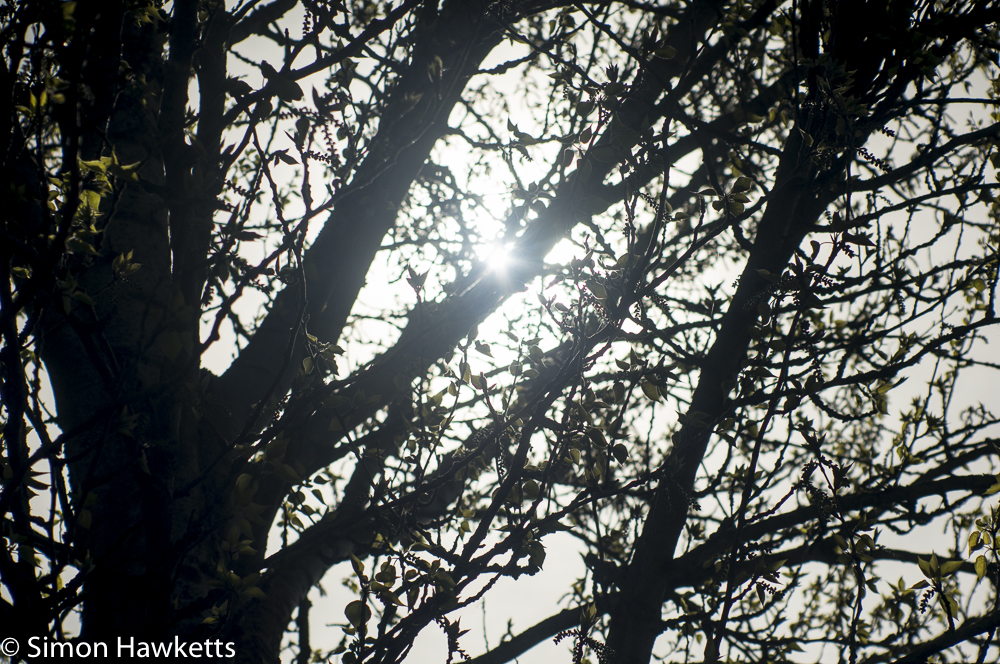helios 85 to 210mm auto zoom sample picture sun peeping out from the branch of a tree