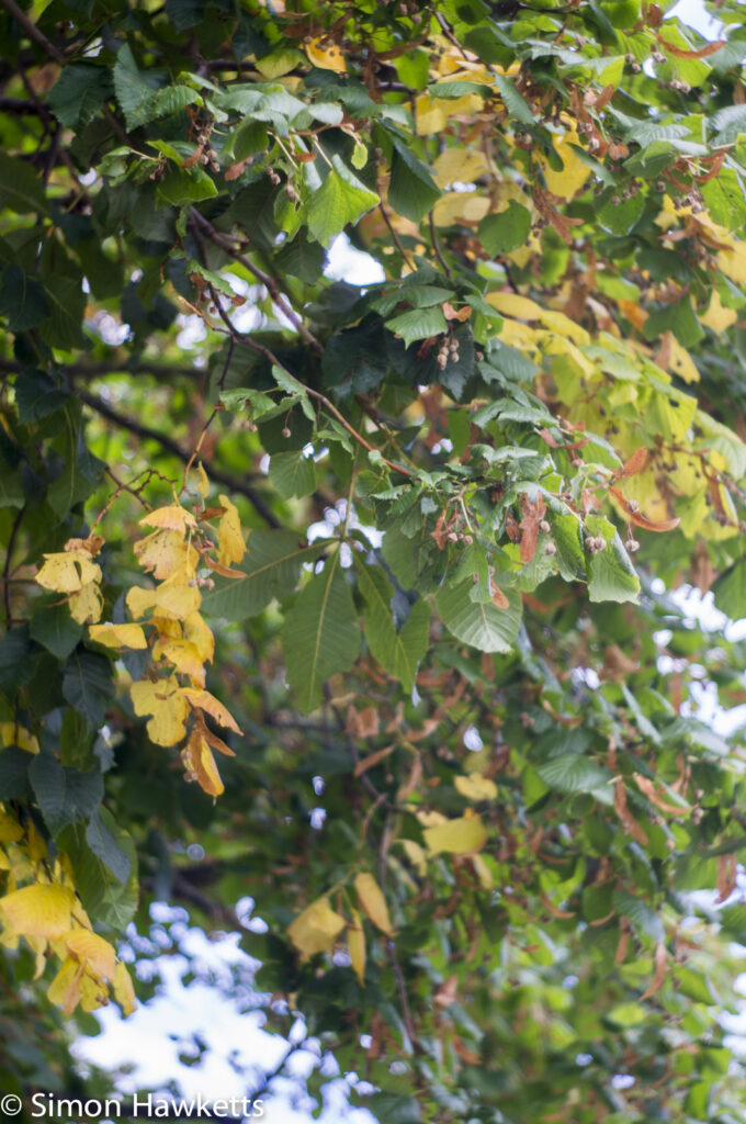 jupiter 8 50mm f 2 0 sample autumn leaves