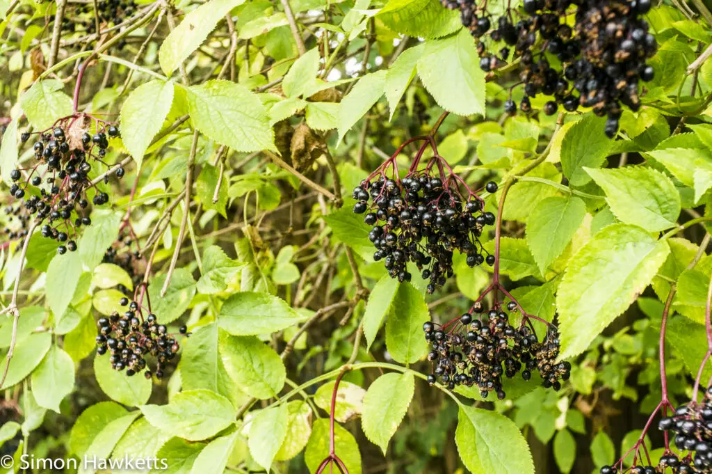 meyer optik gorlitz lydith sample picture berries