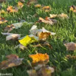 Meyer-Optik Primotar sample picture - Autumn leaves
