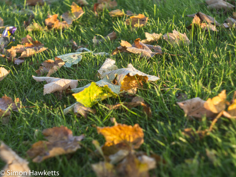 Meyer-Optik Primotar sample picture - Autumn leaves