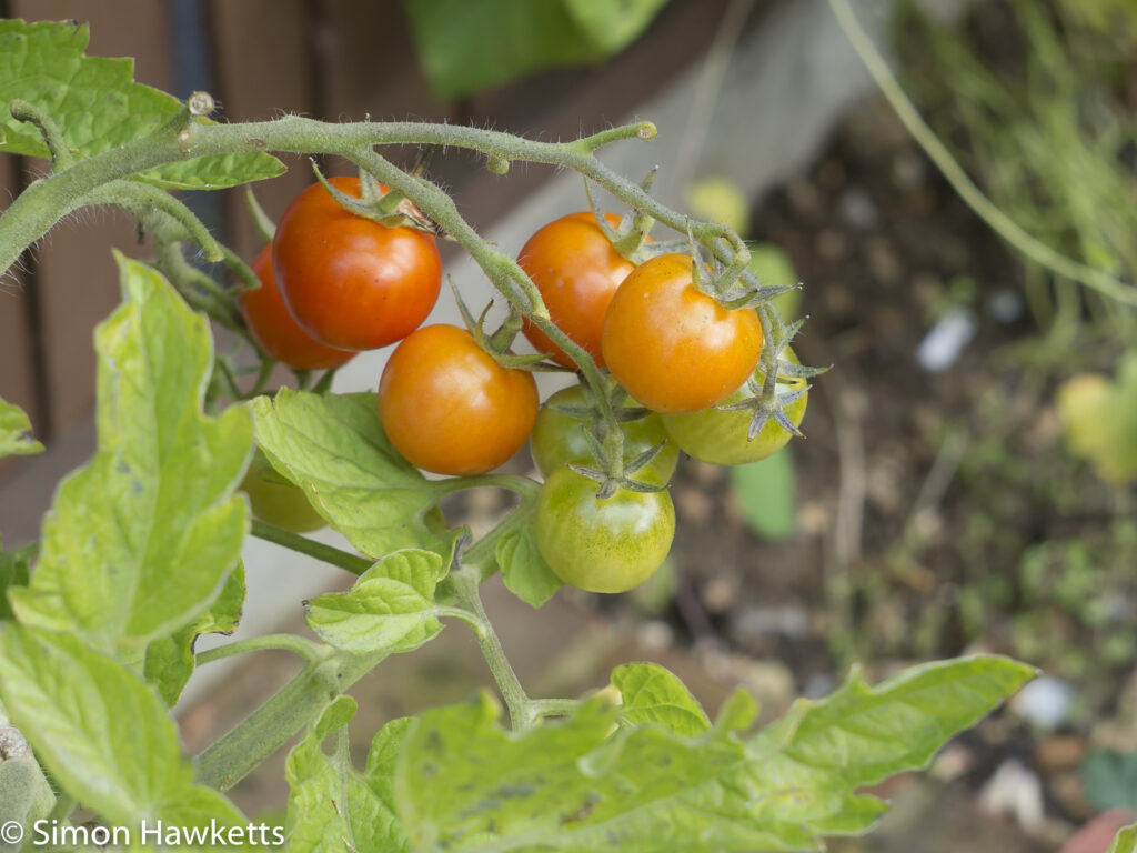Meyer-Optik Primotar sample picture - Tomato plants