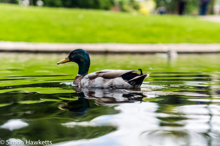 Minolta 50mm f/1.7 sample pictures - Duck