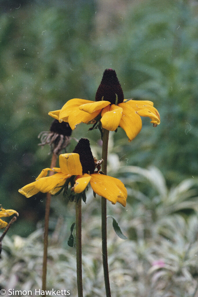 Minolta 7000 35mm slr sample picture - Garden flower close up
