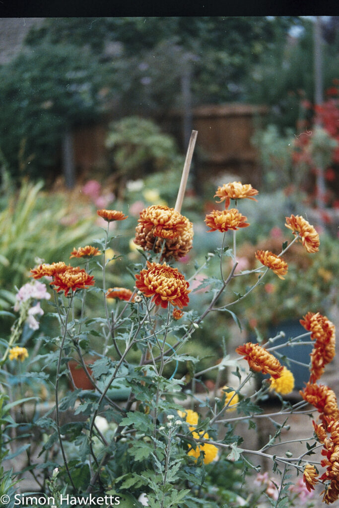 Minolta 7000 35mm slr sample picture - Garden flowers