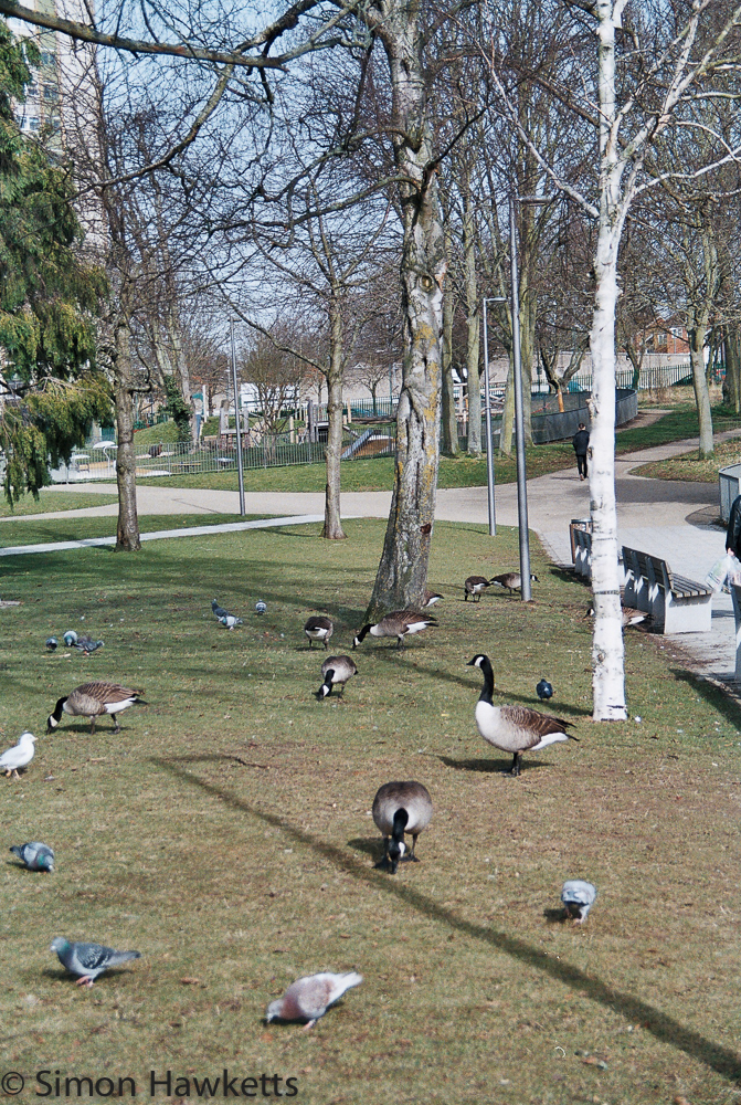 minolta dynax 5 sample pictures ducks and geese