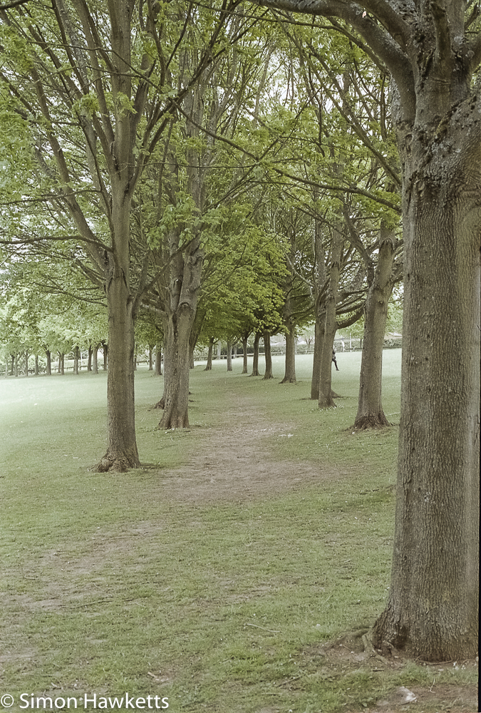 Olympus OM-2 sample pictures - A line of trees in Fairlands valley park