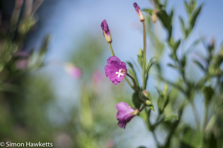 Olympus Zuiko 50mm f/1.8 on fuji x-t1 - flower close up