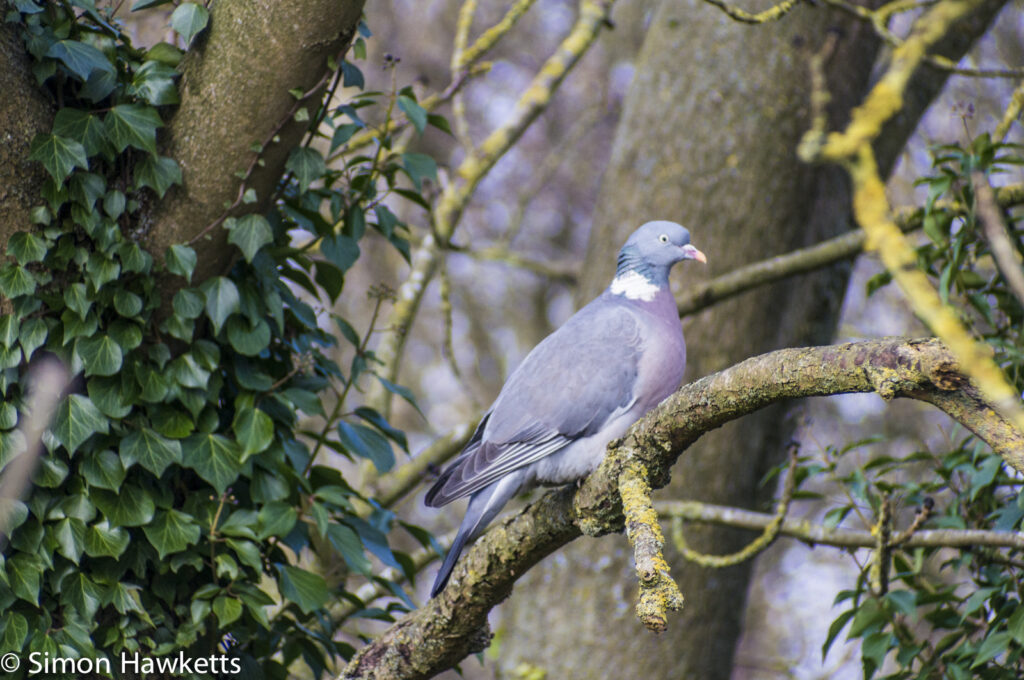 Optomax 300mm f/5.6 sample pictures - Another pigeon