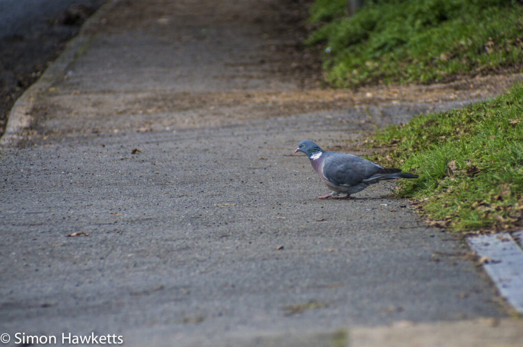 Optomax 300mm f/5.6 sample pictures - Pigeon on the road
