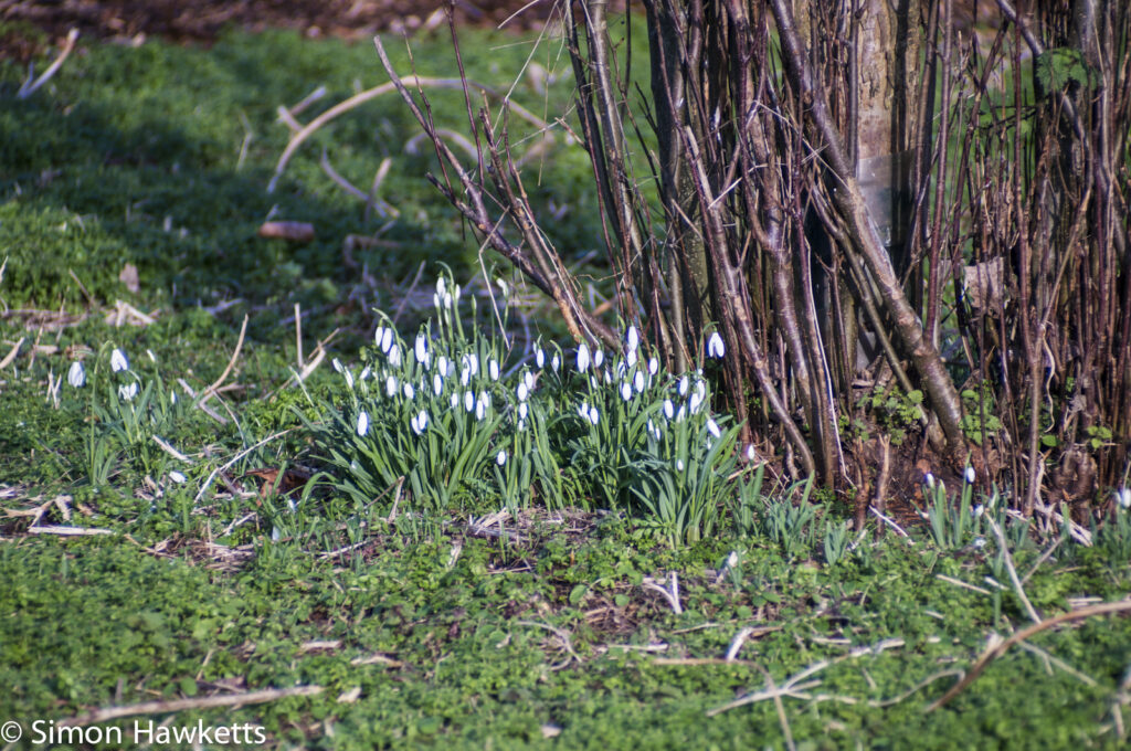 Optomax 300mm f/5.6 sample pictures - Snowdrops