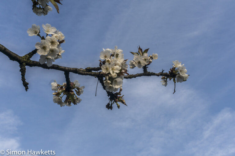 Optomax 35mm f/3.5 sample pictures - Spring blossom