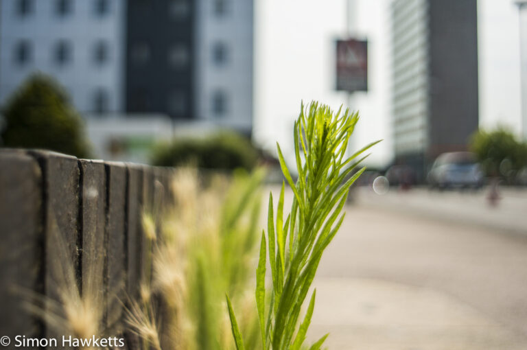 Pentacon 29mm f/2.8 samples - Close up plant