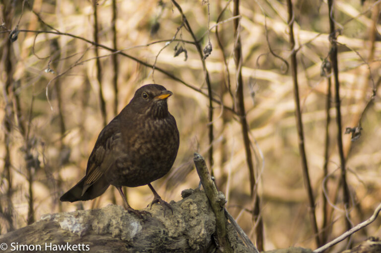 Pentax-M SMC 80-200mm f/4.5 zoom lens sample picture - Cropped blackbird