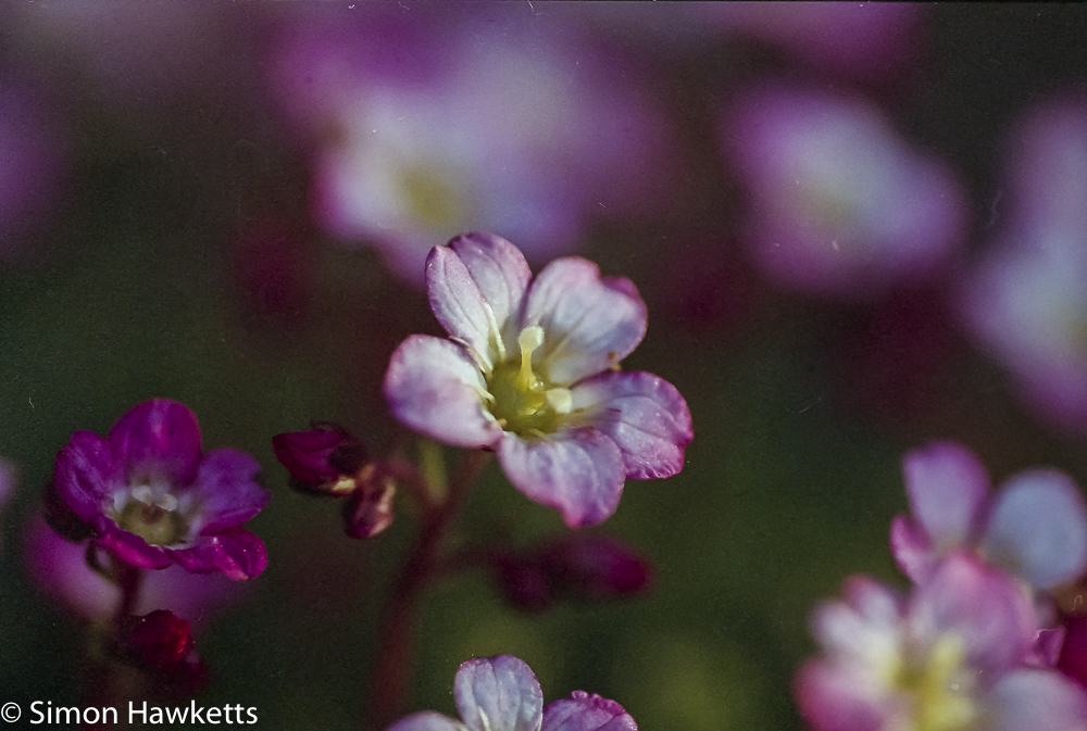 pentax mz 3 sample photographs a macro shot of a single flower with a modern tamron macro lens
