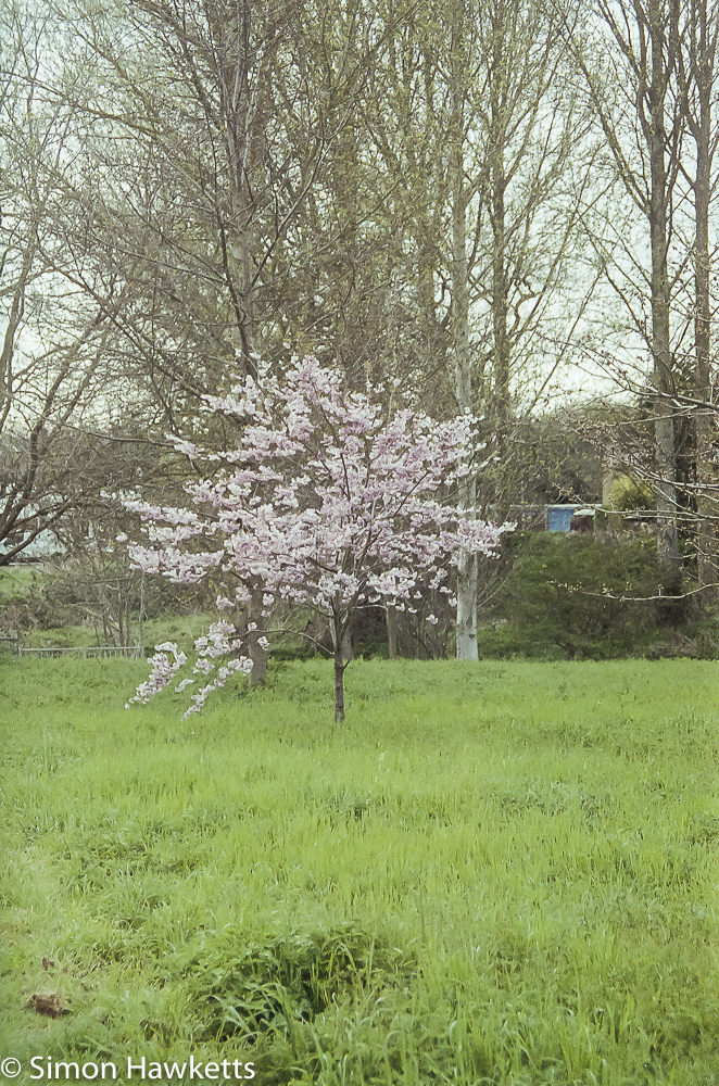 pentax mz 3 sample photographs a tree with blossom