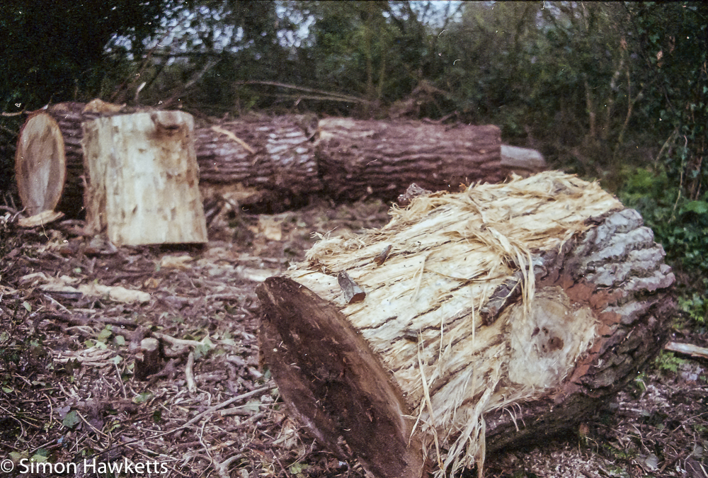 pentax mz 3 sample photographs log cut from a fallen tree