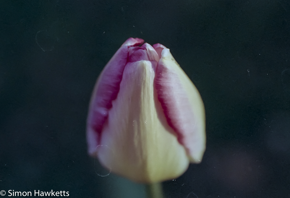 pentax mz 3 sample photographs single tulip