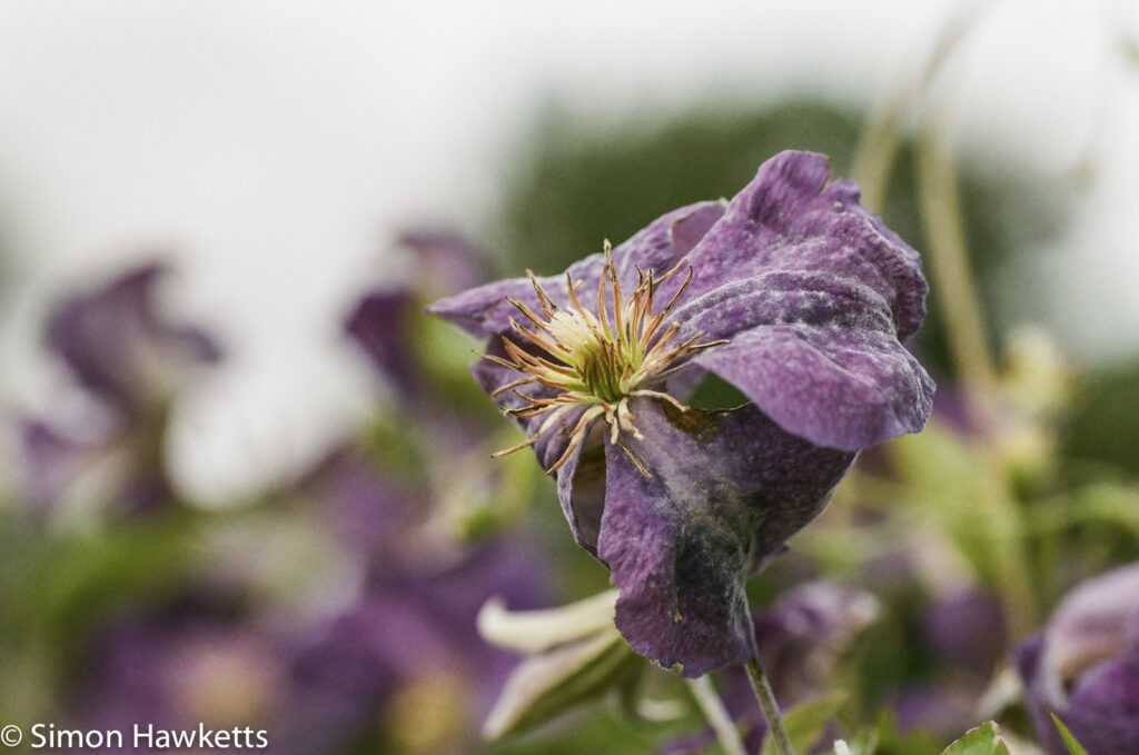 pentax sfxn sample picture clematis