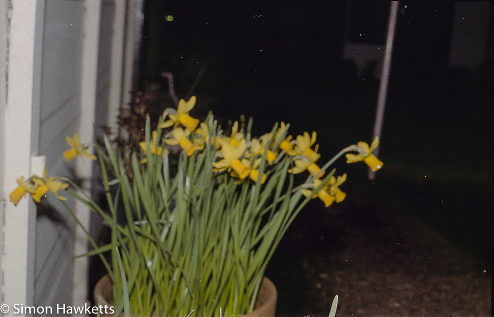 pentax super program sample pictures daffodils at night with flash illumination