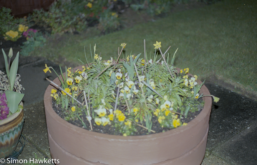 pentax super program sample pictures flowers in planter with flash at night