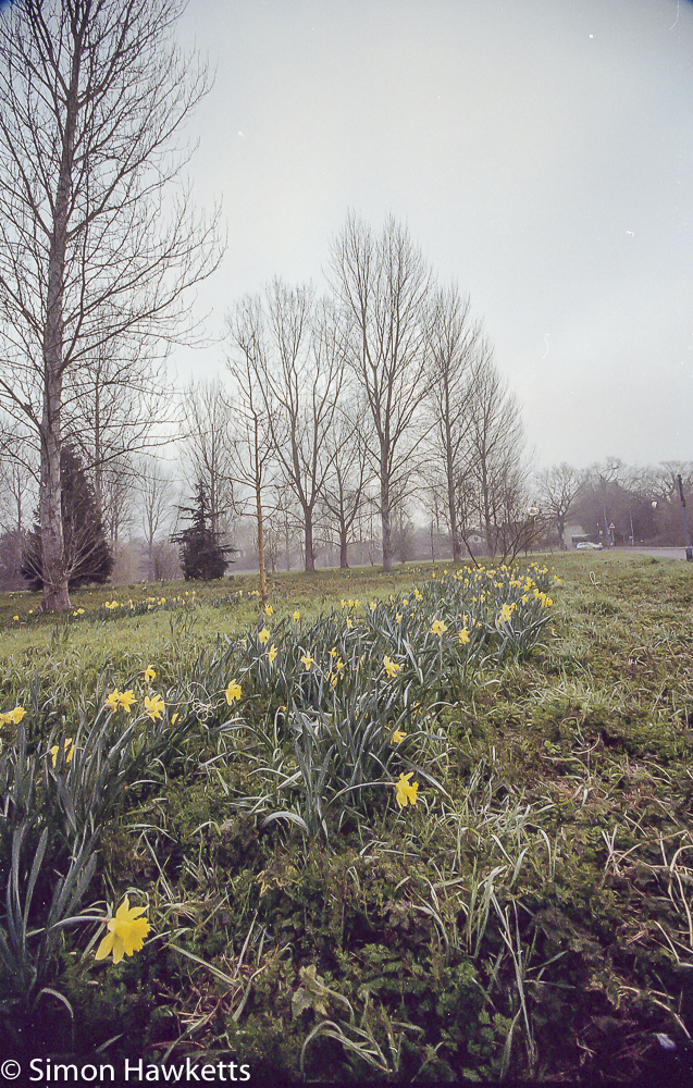 pentax super program sample pictures super wide angle daffodils and trees