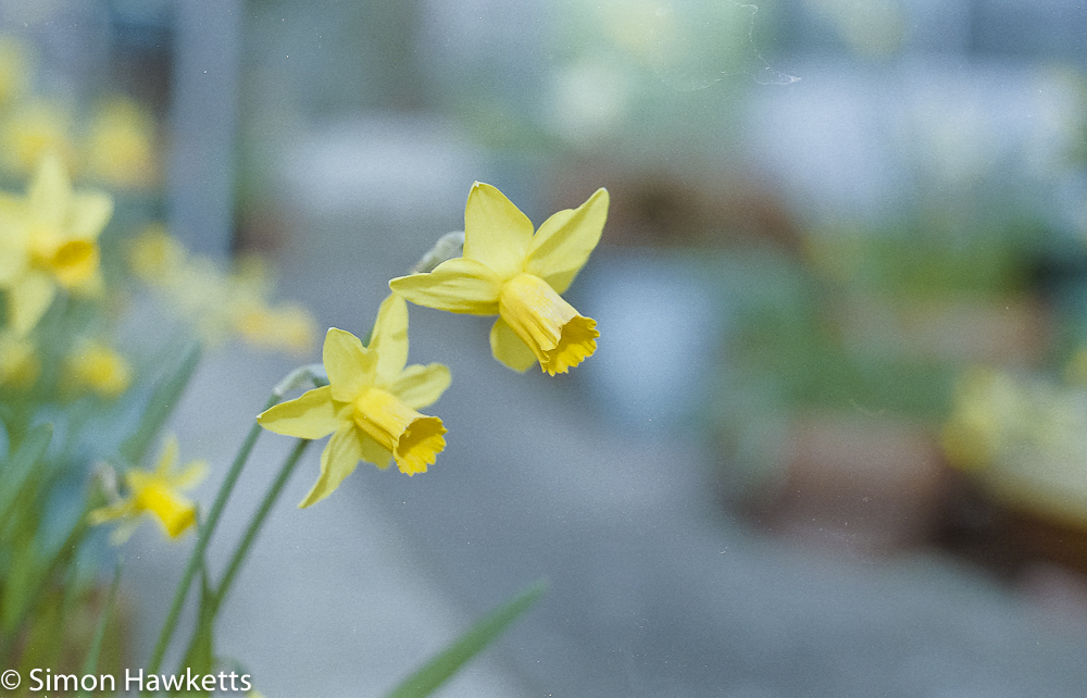 pentax super program sample pictures twin daffodils