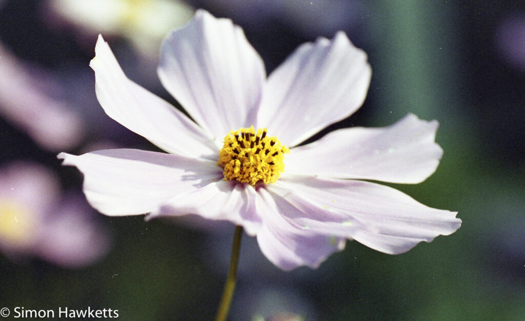Pentax Z-1p sample picture - cosmos flower