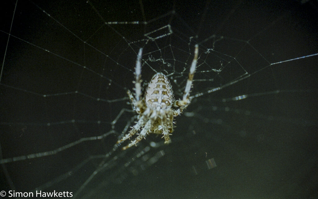 Pentax Z-1p sample picture - macro picture of tiny spider