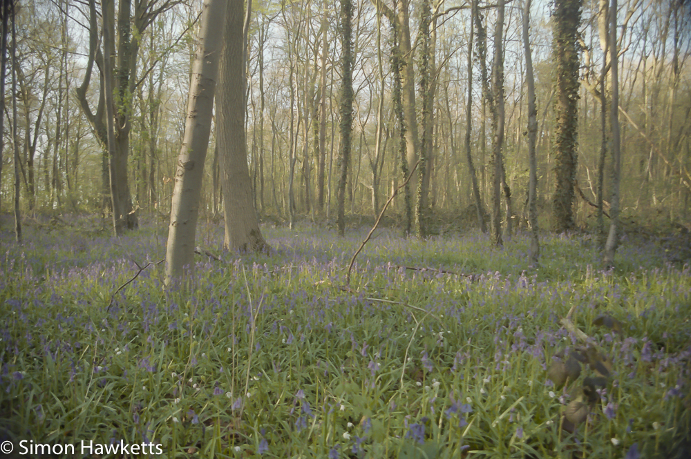pentax z 20 sample pictures bluebell woods the best yet to come