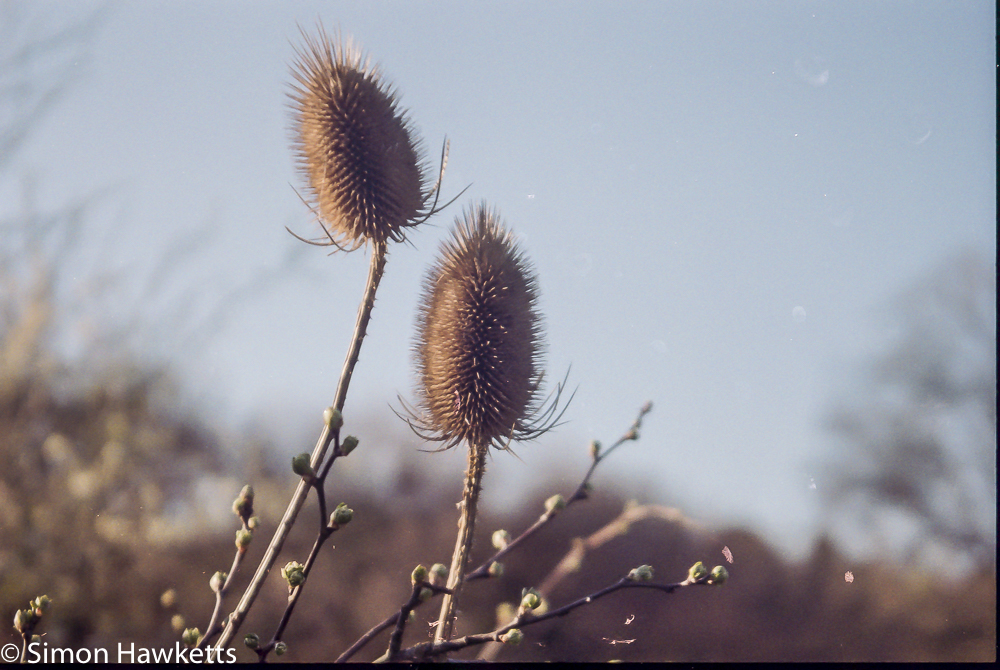pentax z 20 sample pictures large seedheads