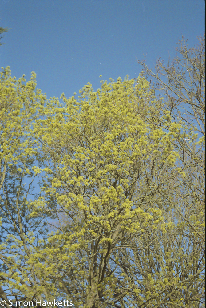 pentax z 20 sample pictures yellow blossom