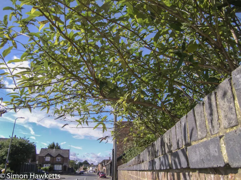 Ricoh G600 sample pictures - Trees and wall