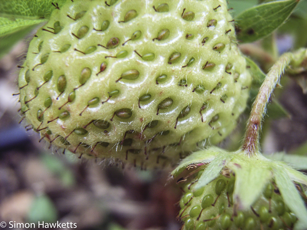 Ricoh R1v sample pictures - macro strawberry
