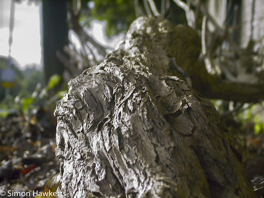 ricoh rdc 4200 sample pictures tree trunk in macro mode