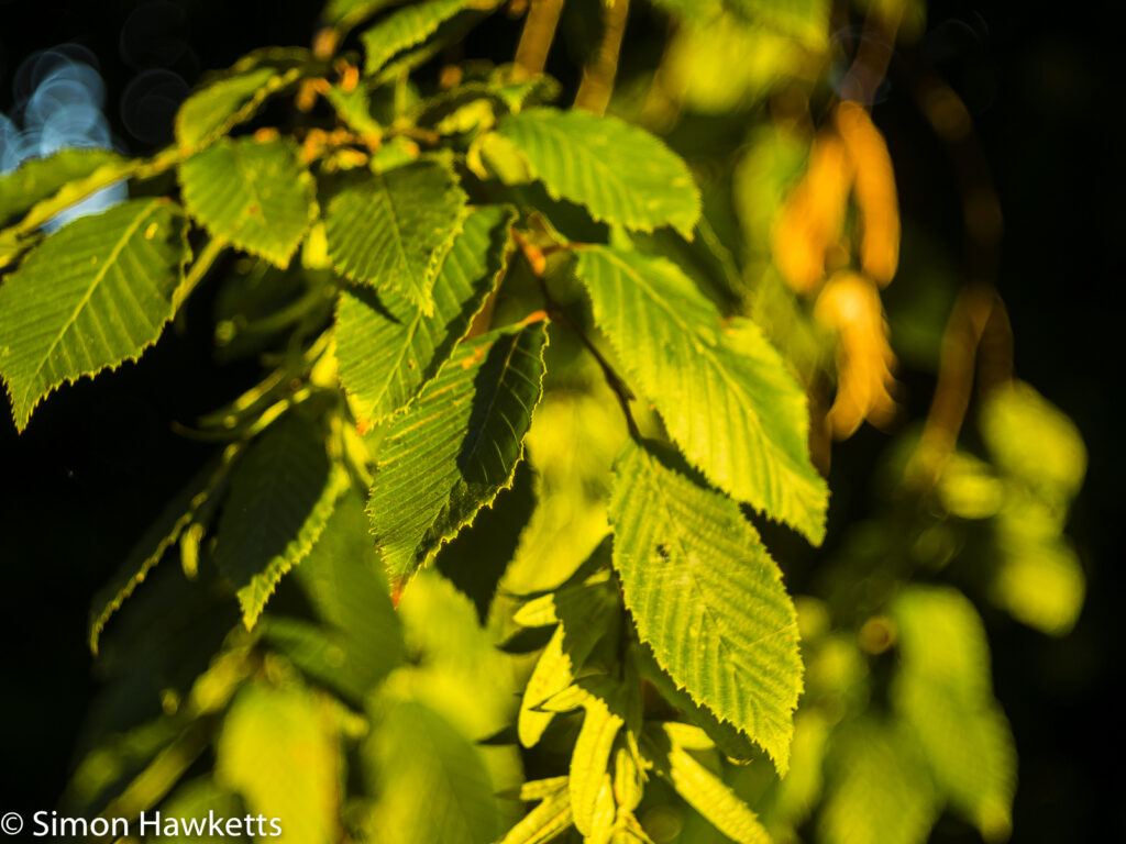 Schneider-Kreuznach Xenar sample - leaves in the morning sun