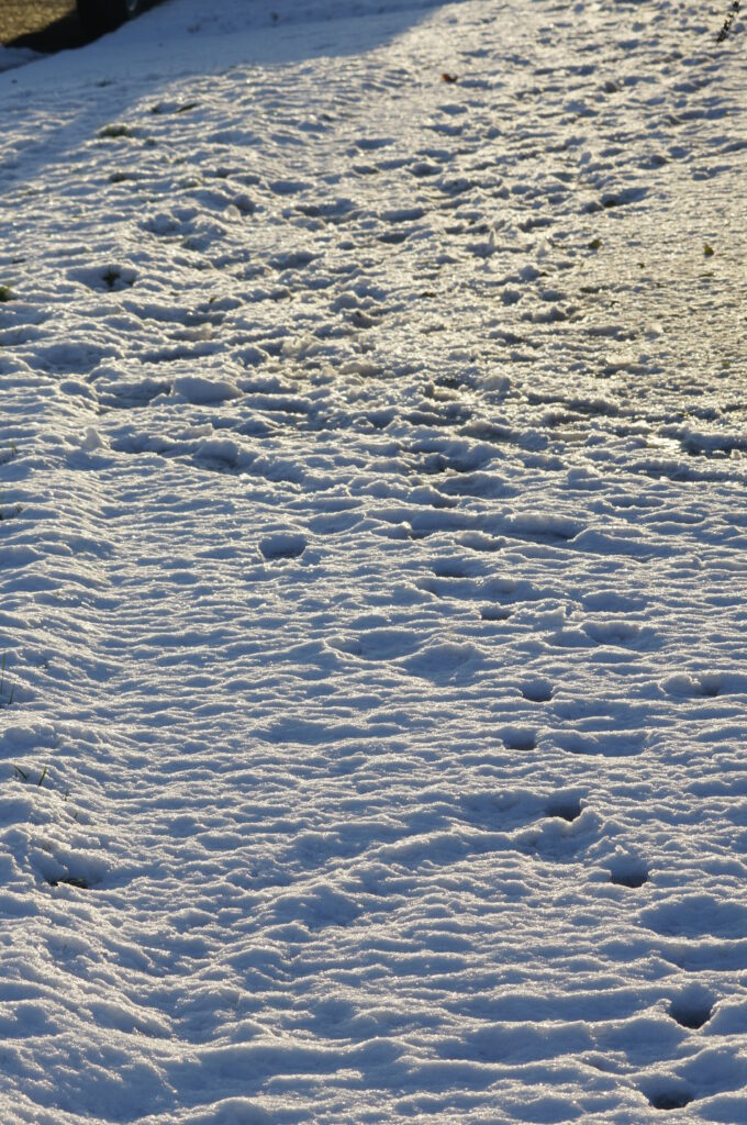 sigma 100 200 zoom k sample jpeg footsteps in the snow