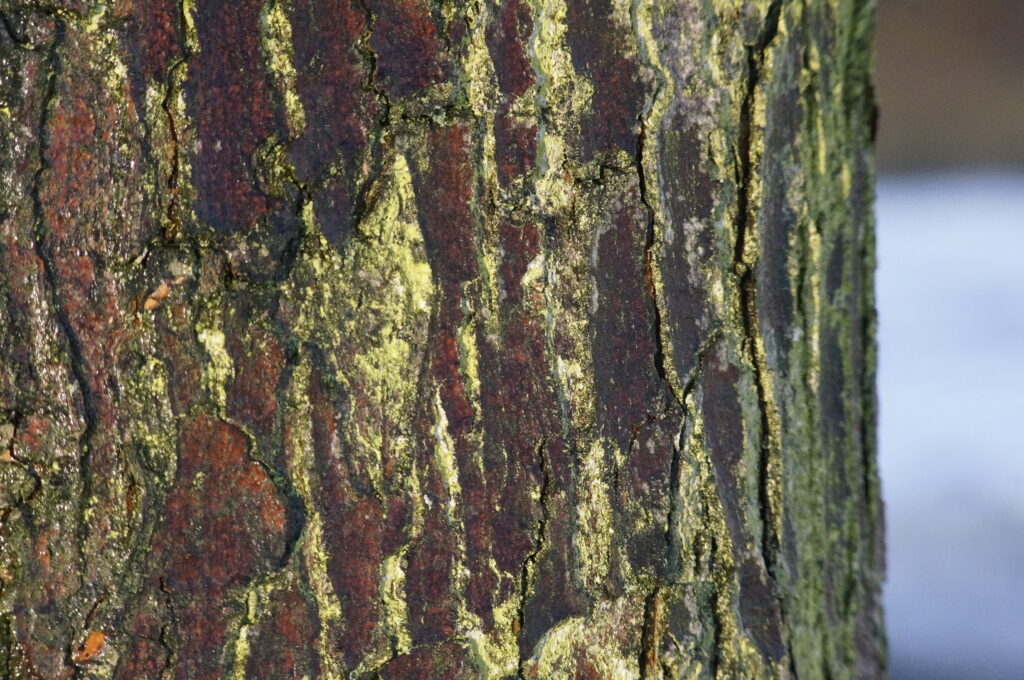 sigma 100 200 zoom k sample jpeg tree bark in macro mode