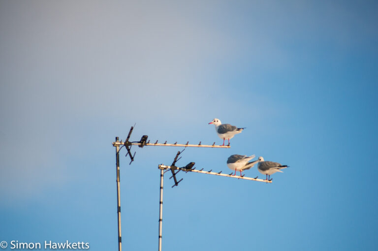 Sigma 100-200 zoom K sample raw - Seagulls at 200mm f/8.0