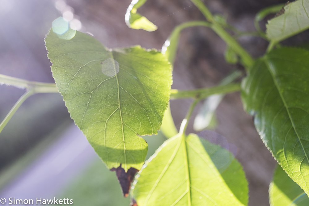 sigma mini wide on fuji x t1 sample pictures close up of leaf