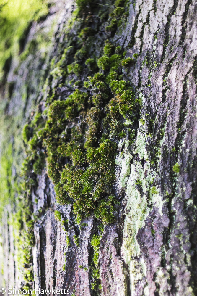 sigma mini wide on fuji x t1 sample pictures close up of moss on a tree