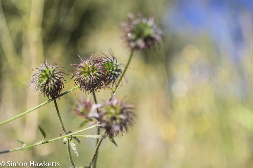 sigma mini wide on fuji x t1 sample pictures close up of seed heads