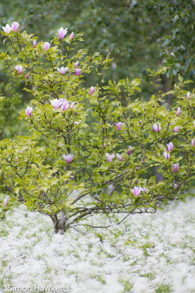 soligor 200mm f 3 5 samples tree in a sea of white 3