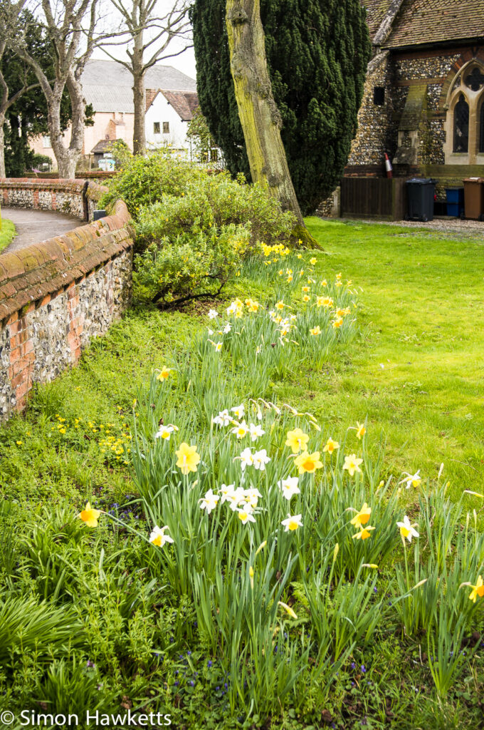 Soligor 28mm C/D sample - daffodils in the churchyard